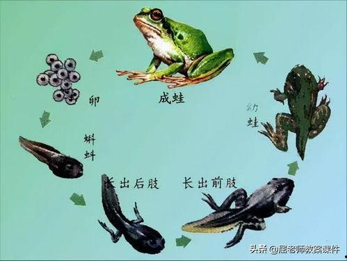 小蝌蚪在线视频大全,寓教于乐的儿童成长宝库