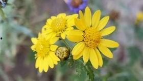 野花视频在线视频官网,探索自然之美，畅享在线视觉盛宴