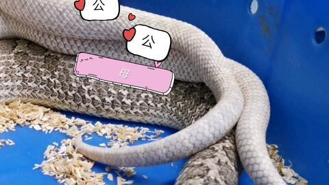 猪与猪配种在线视频,揭秘猪只繁育过程